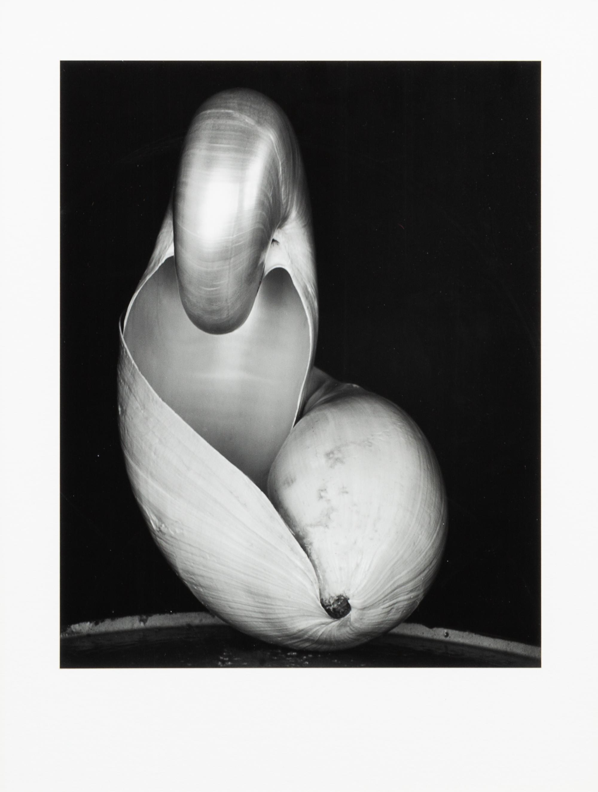 Edward Weston, (American, 1886-1976), Shell, 1927