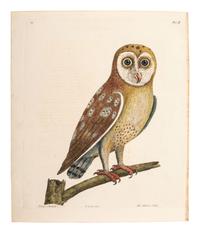 A Collection of Ornithology and Entomology Prints