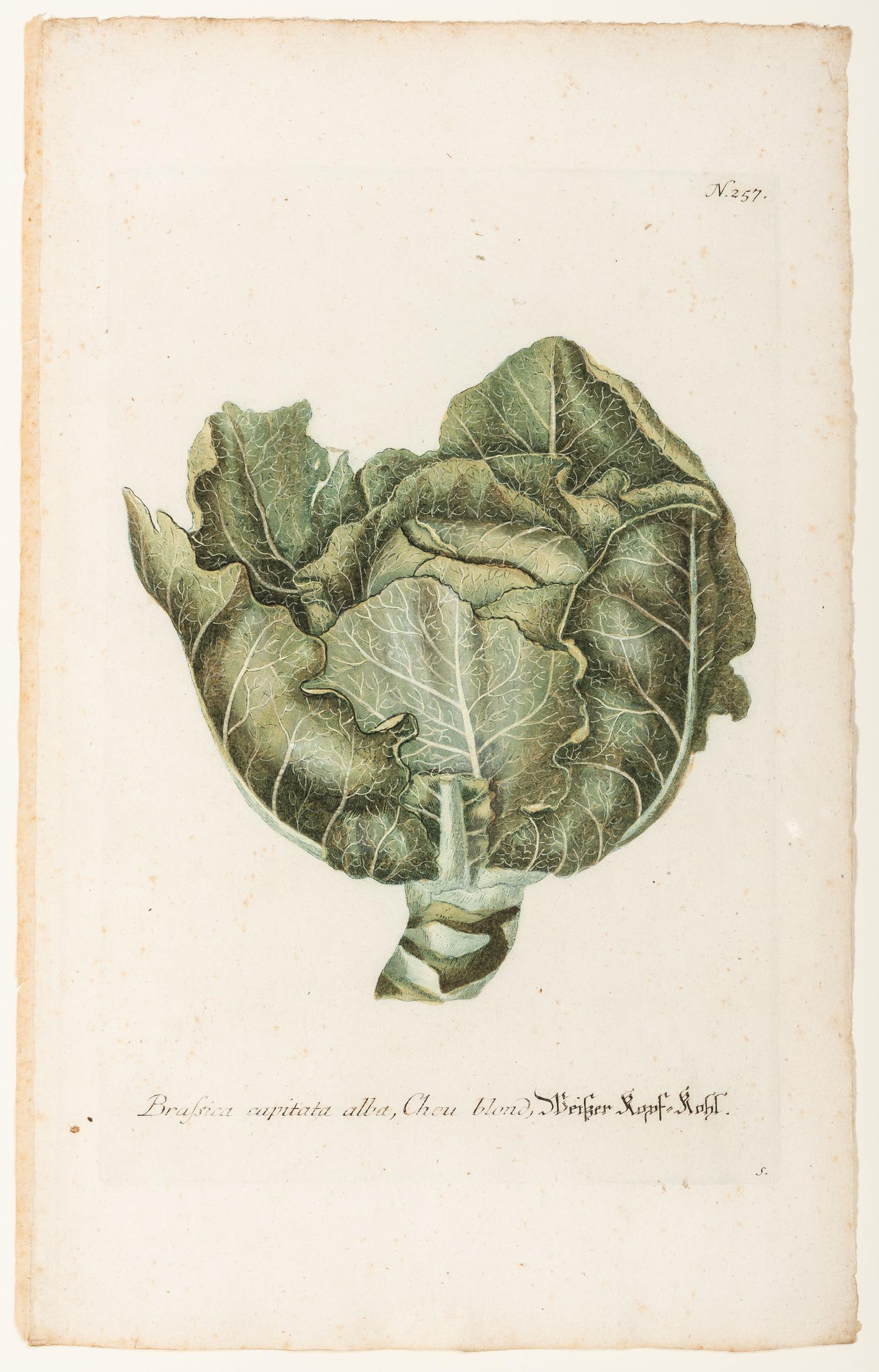 Nine Vegetable Aquatints