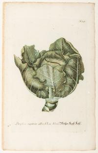 Nine Vegetable Aquatints