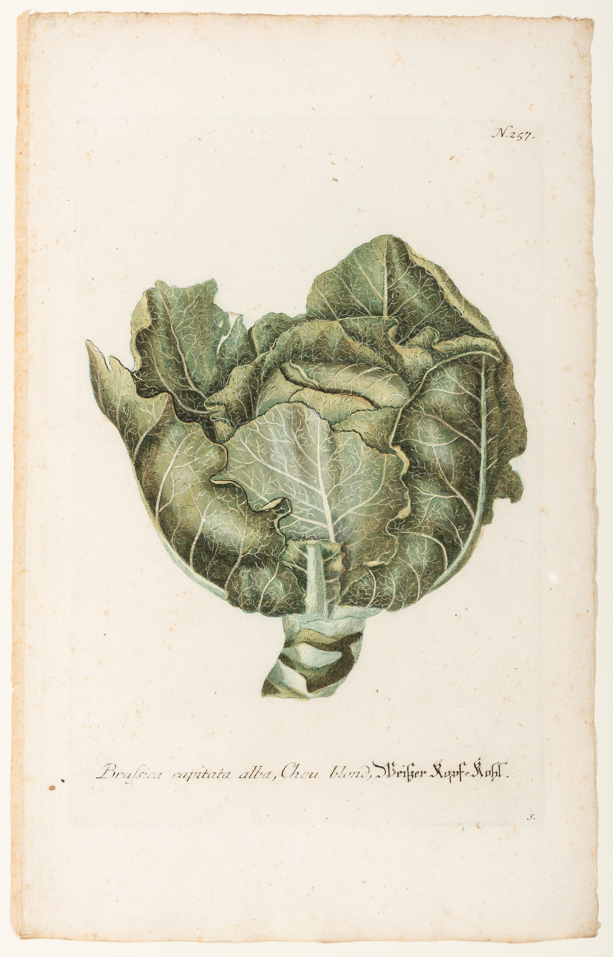 Nine Vegetable Aquatints