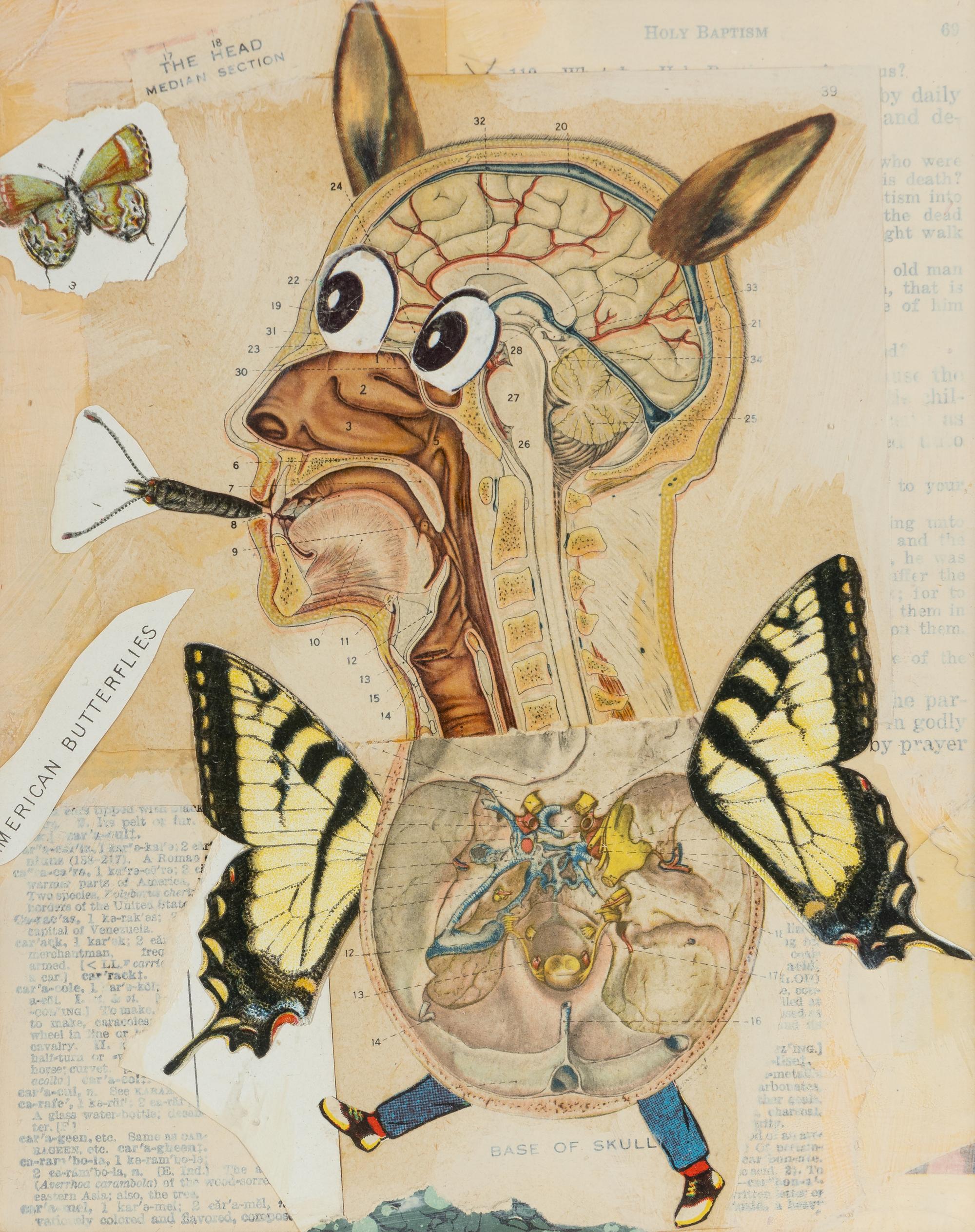 Untitled (American Butterflies), 1997
