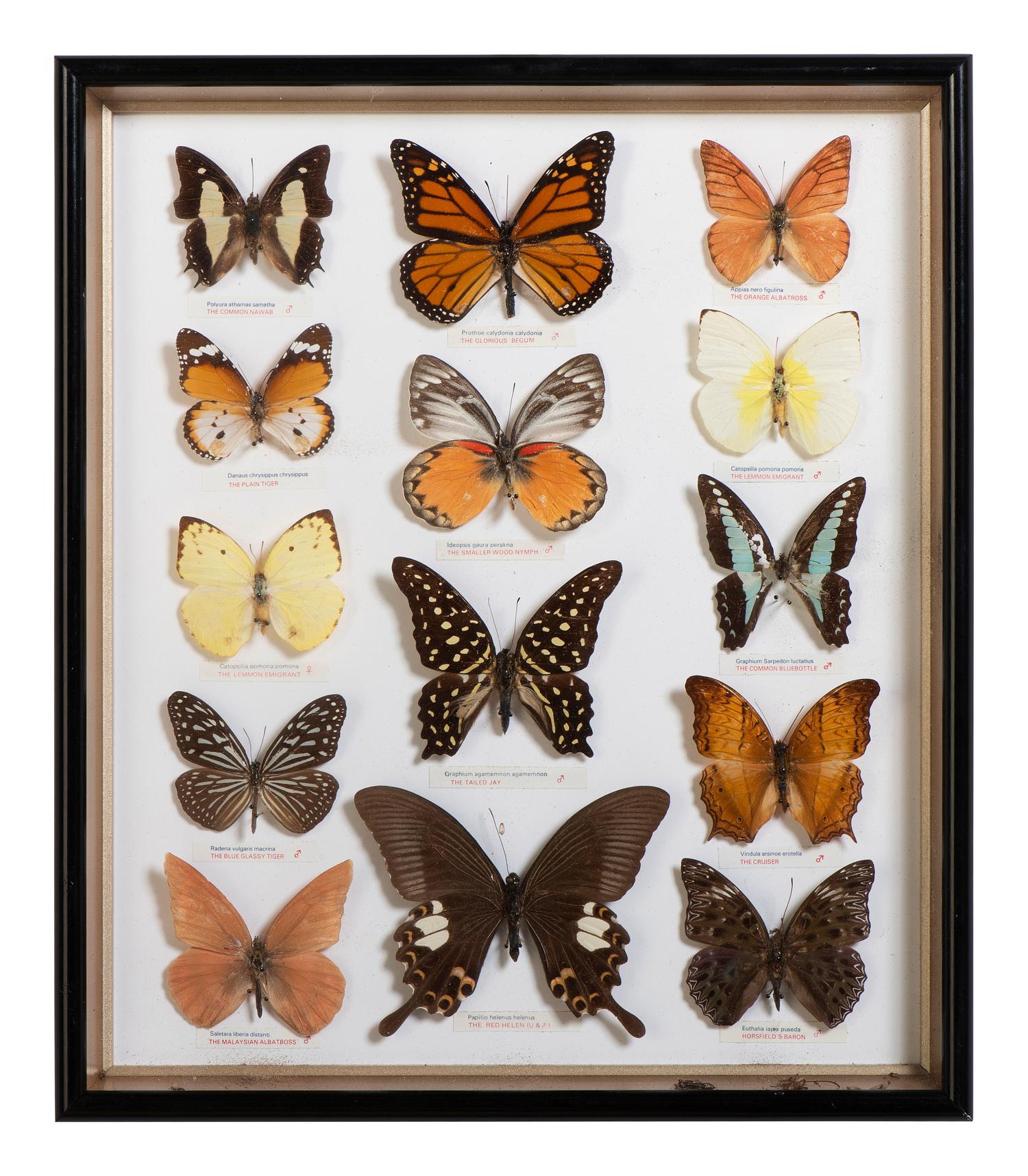 Five Framed Groups of Lepidopterological Specimens
