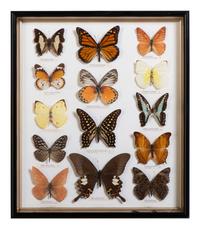 Five Framed Groups of Lepidopterological Specimens
