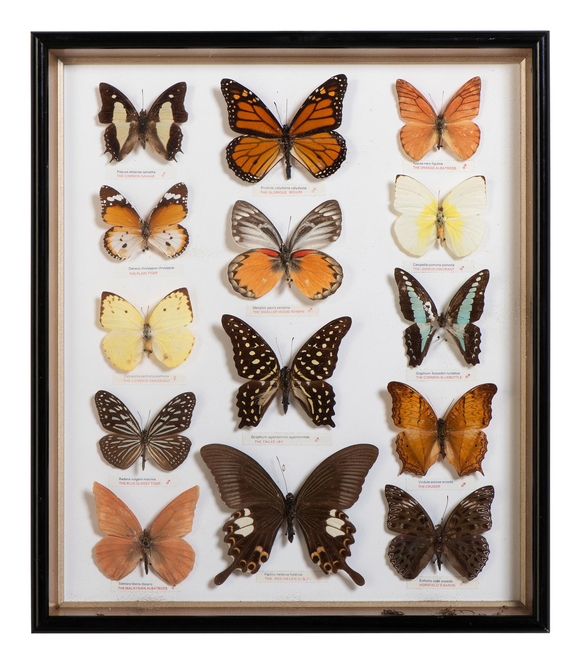 Five Framed Groups of Lepidopterological Specimens