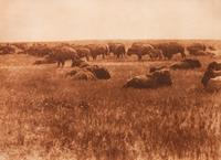 Buffalo Herd