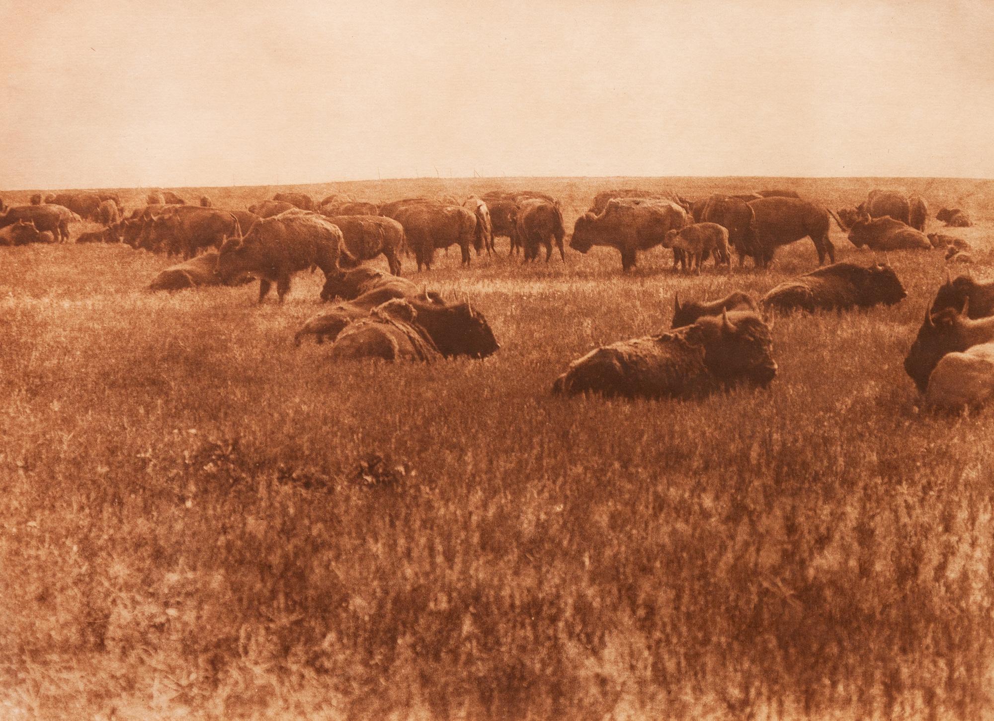 Buffalo Herd