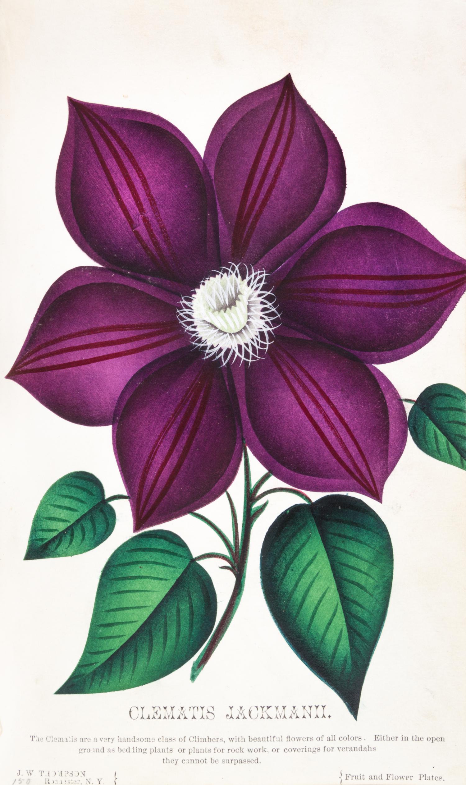 (BOTANY) Collection of 111 chromolithographs of fruit and flowers from [Nursery Specimens, c. 1880].