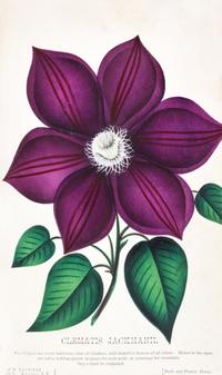 (BOTANY) Collection of 111 chromolithographs of fruit and flowers from [Nursery Specimens, c. 1880].