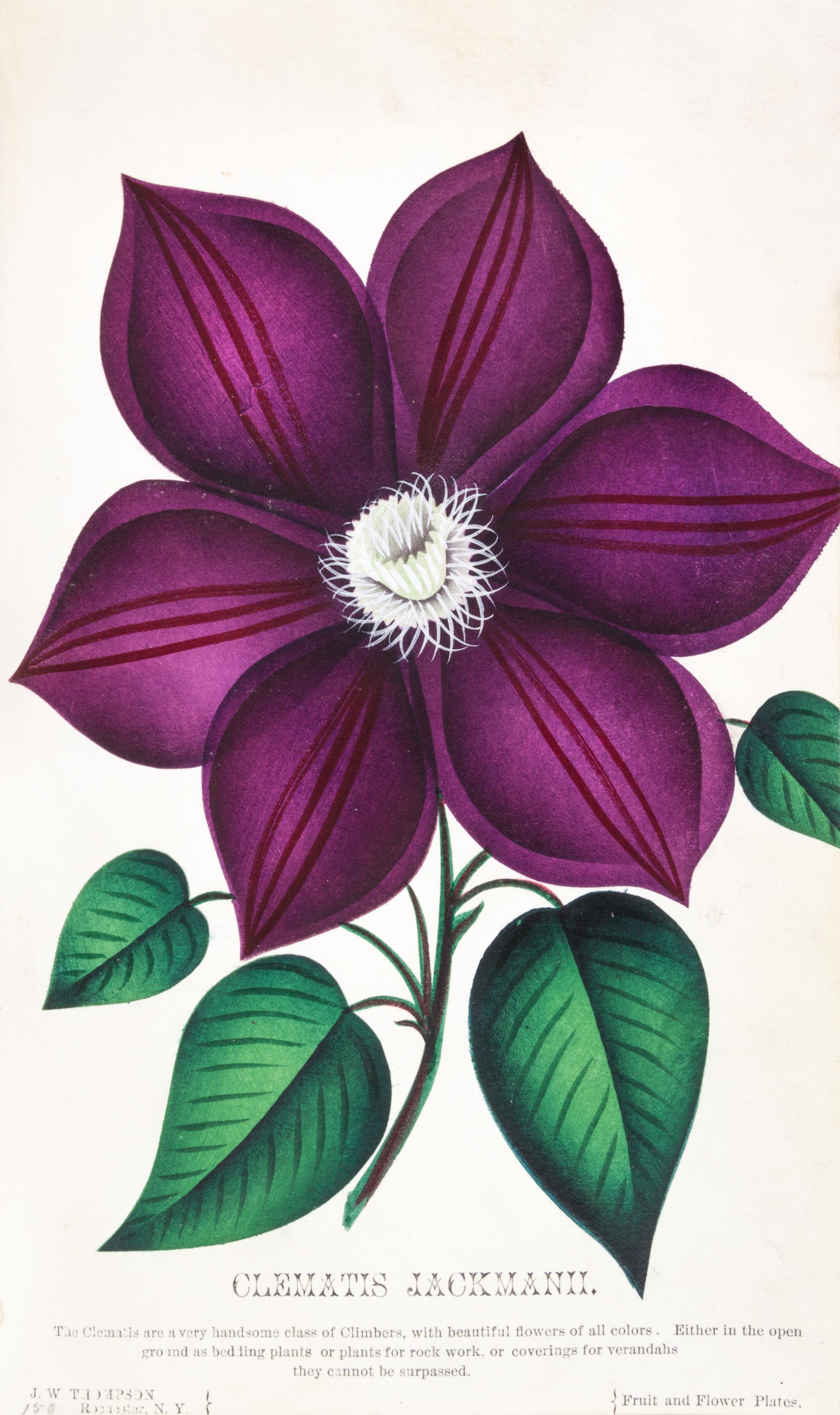 (BOTANY) Collection of 111 chromolithographs of fruit and flowers from [Nursery Specimens, c. 1880].