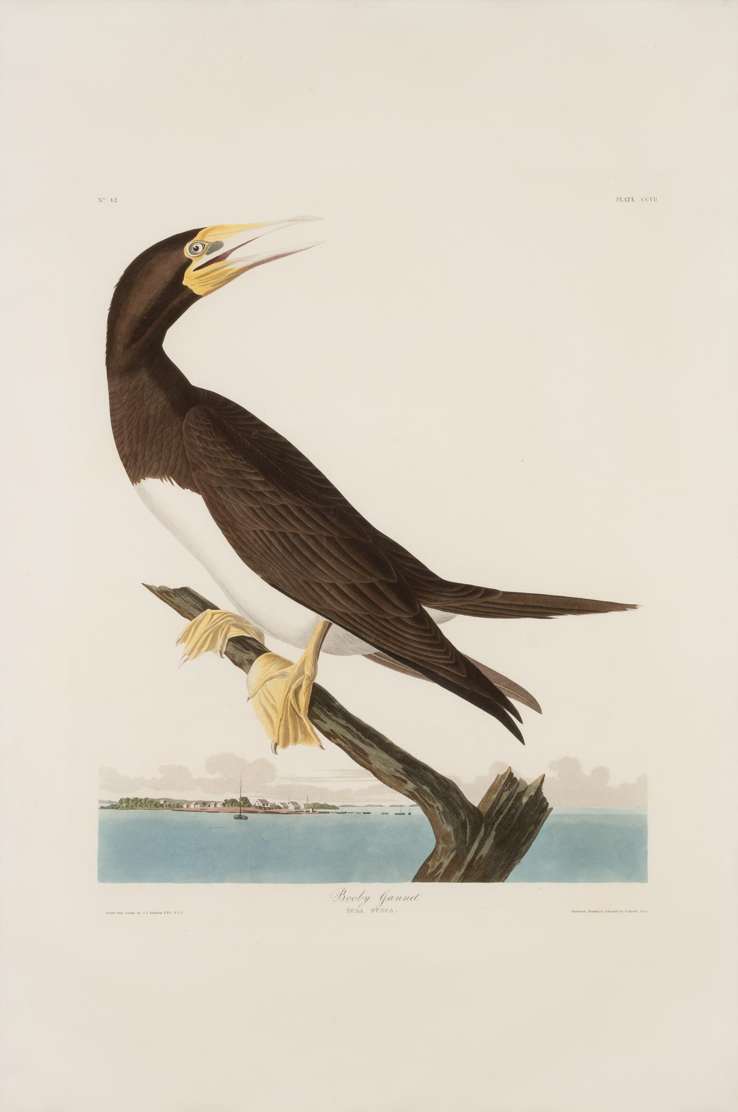 AUDUBON, John James (1785-1851)