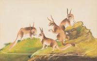 A Collection of Twelve Chinese Zoological Ink and Color Pith Paintings