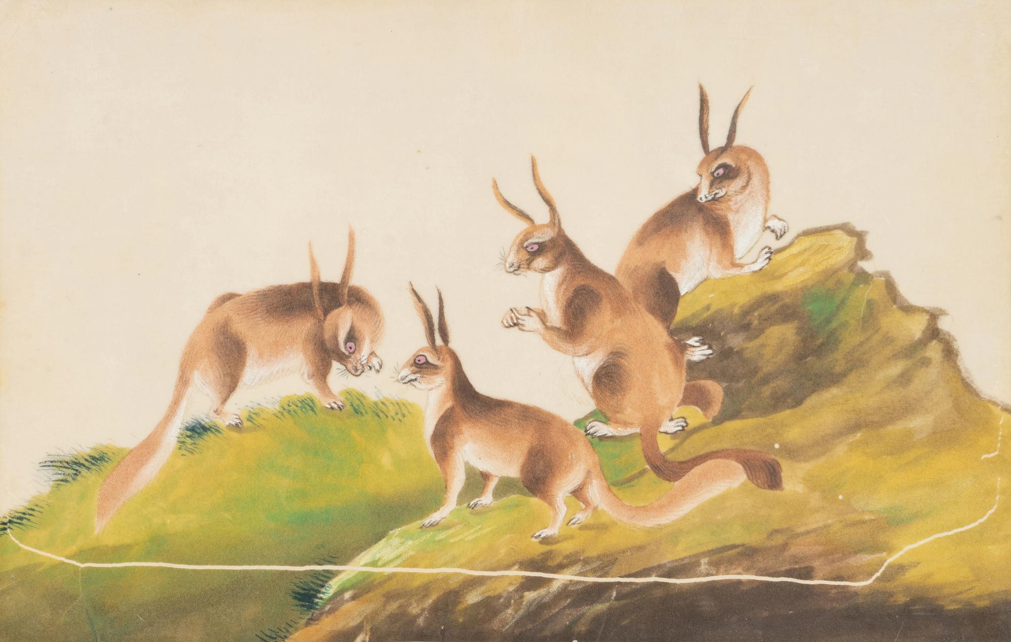 A Collection of Twelve Chinese Zoological Ink and Color Pith Paintings