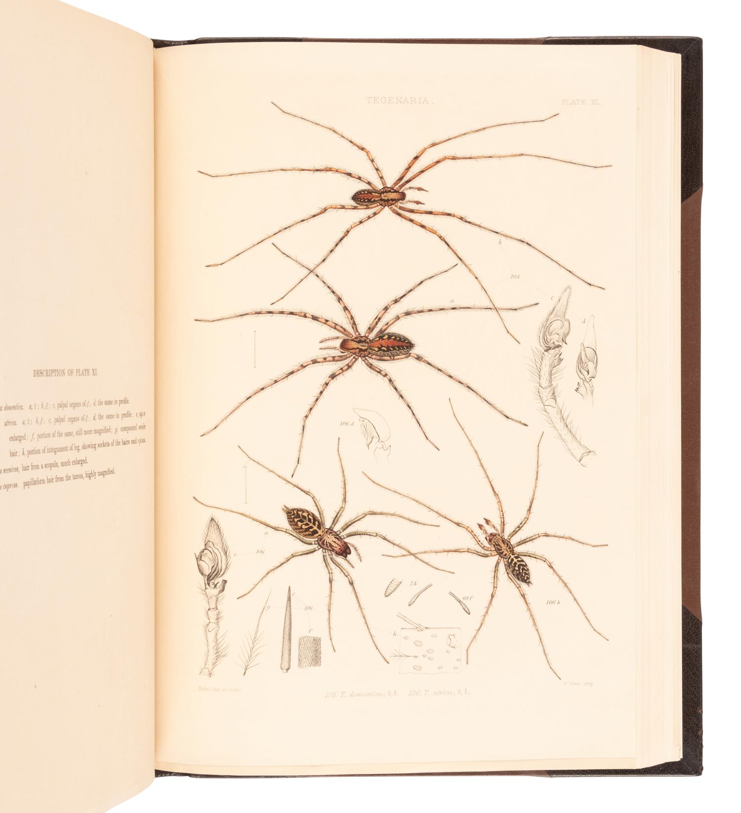 [NATURAL HISTORY]. BLACKWALL, John (1790-1881). A History of the Spiders of Great Britain and Ireland . London: Published for the Ray Society by Robert Hardwicke, 1861-1864.