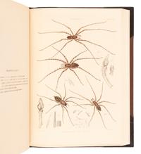 [NATURAL HISTORY]. BLACKWALL, John (1790-1881). A History of the Spiders of Great Britain and Ireland . London: Published for the Ray Society by Robert Hardwicke, 1861-1864.