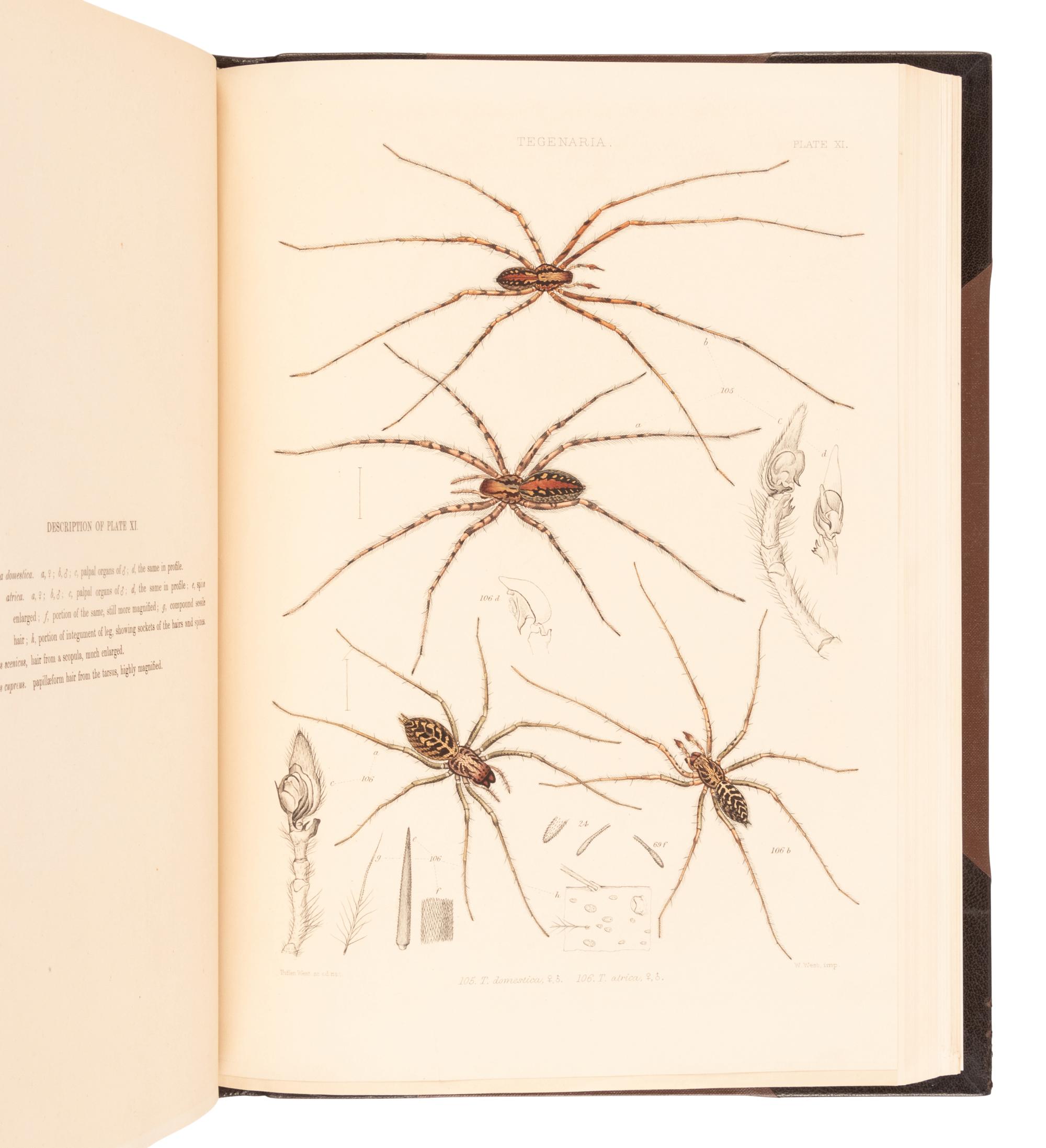 [NATURAL HISTORY]. BLACKWALL, John (1790-1881). A History of the Spiders of Great Britain and Ireland . London: Published for the Ray Society by Robert Hardwicke, 1861-1864.