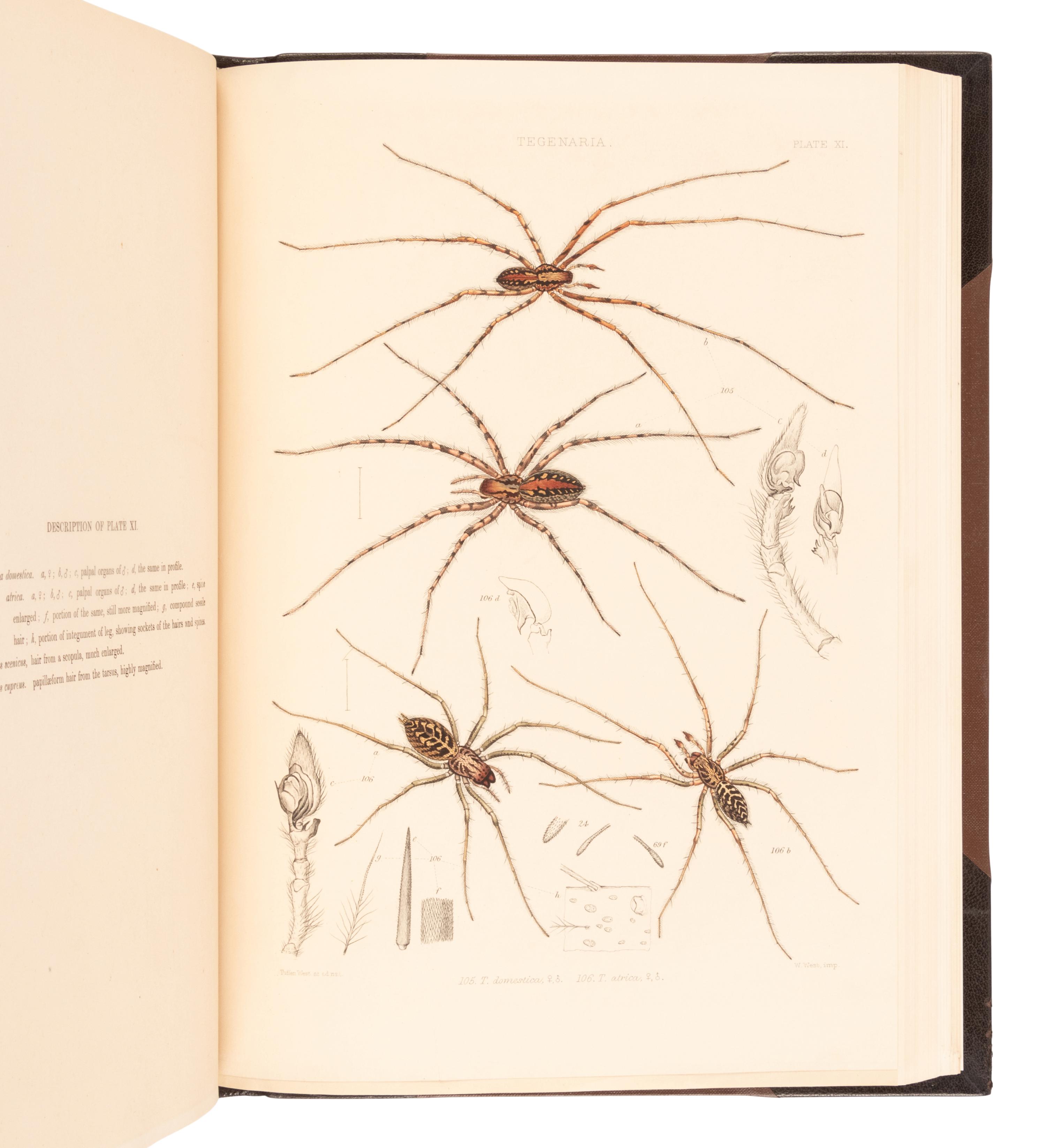 [NATURAL HISTORY]. BLACKWALL, John (1790-1881). A History of the Spiders of Great Britain and Ireland . London: Published for the Ray Society by Robert Hardwicke, 1861-1864.