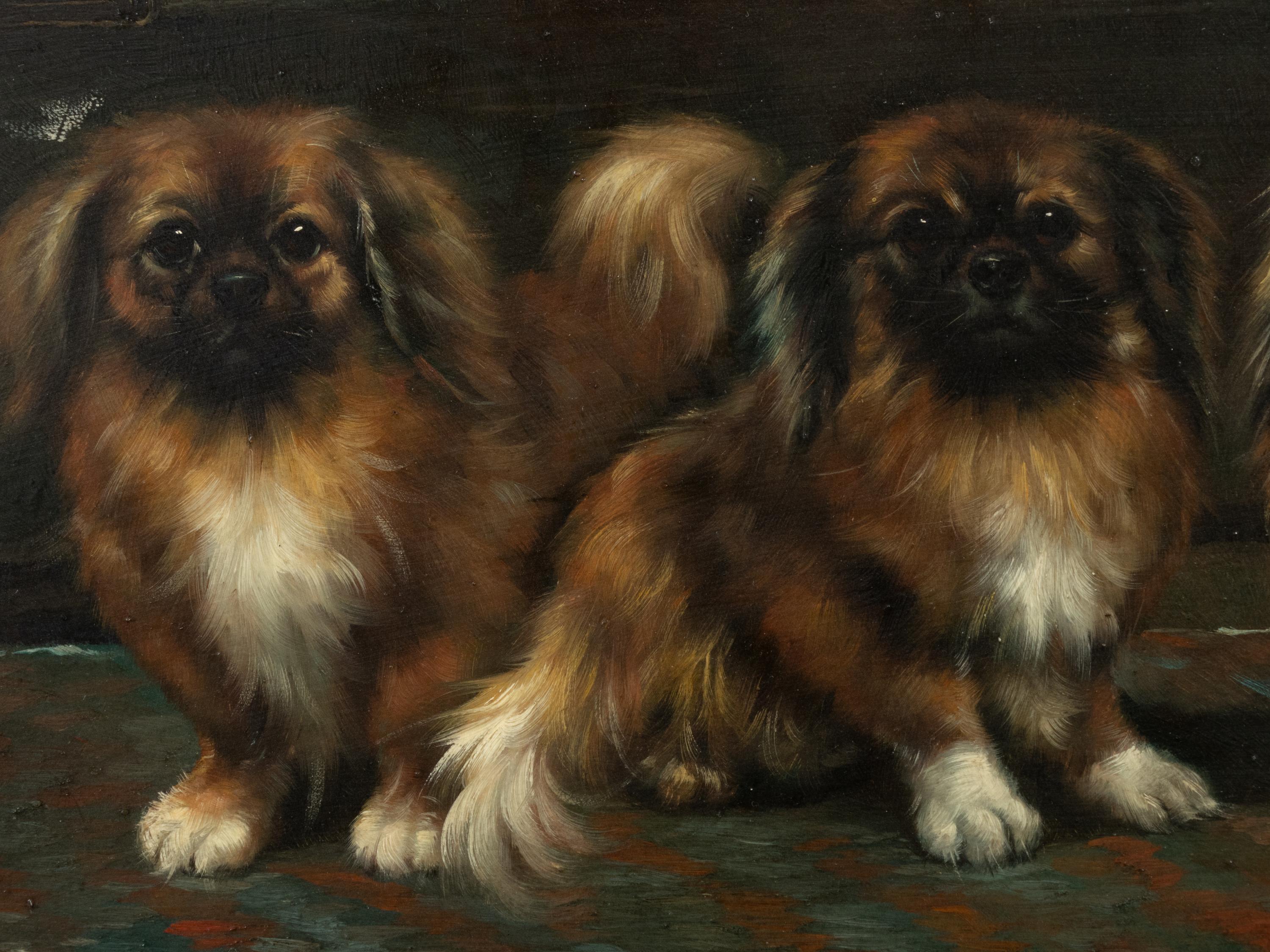 Three Pekingese Dogs
