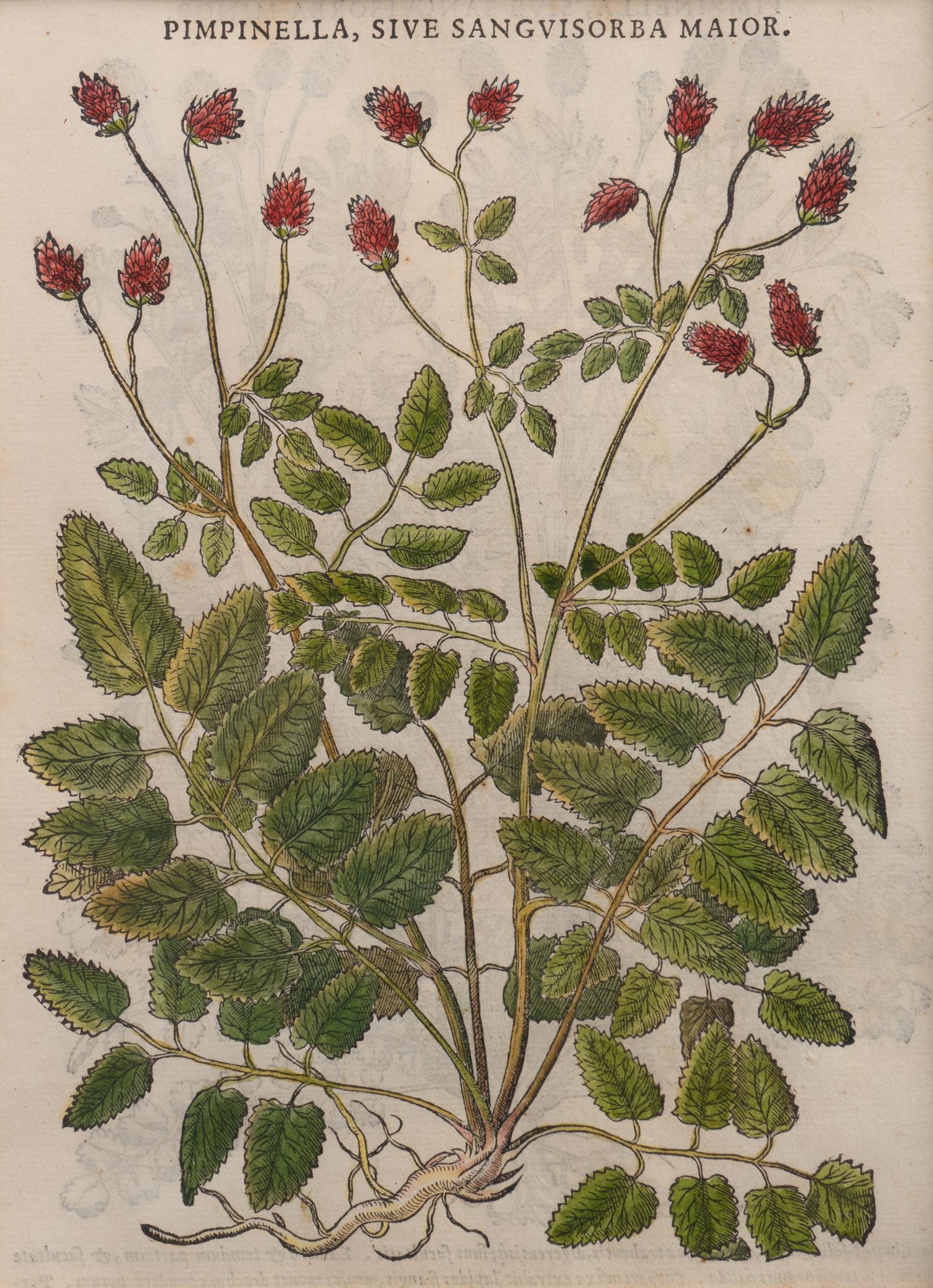A Group of Eight Hand Colored Engravings Possibly After Matthias de l'Obel — 19TH CENTURY