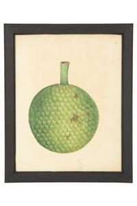 A Set of Eighteen Framed English Botanical Watercolor Illustrations