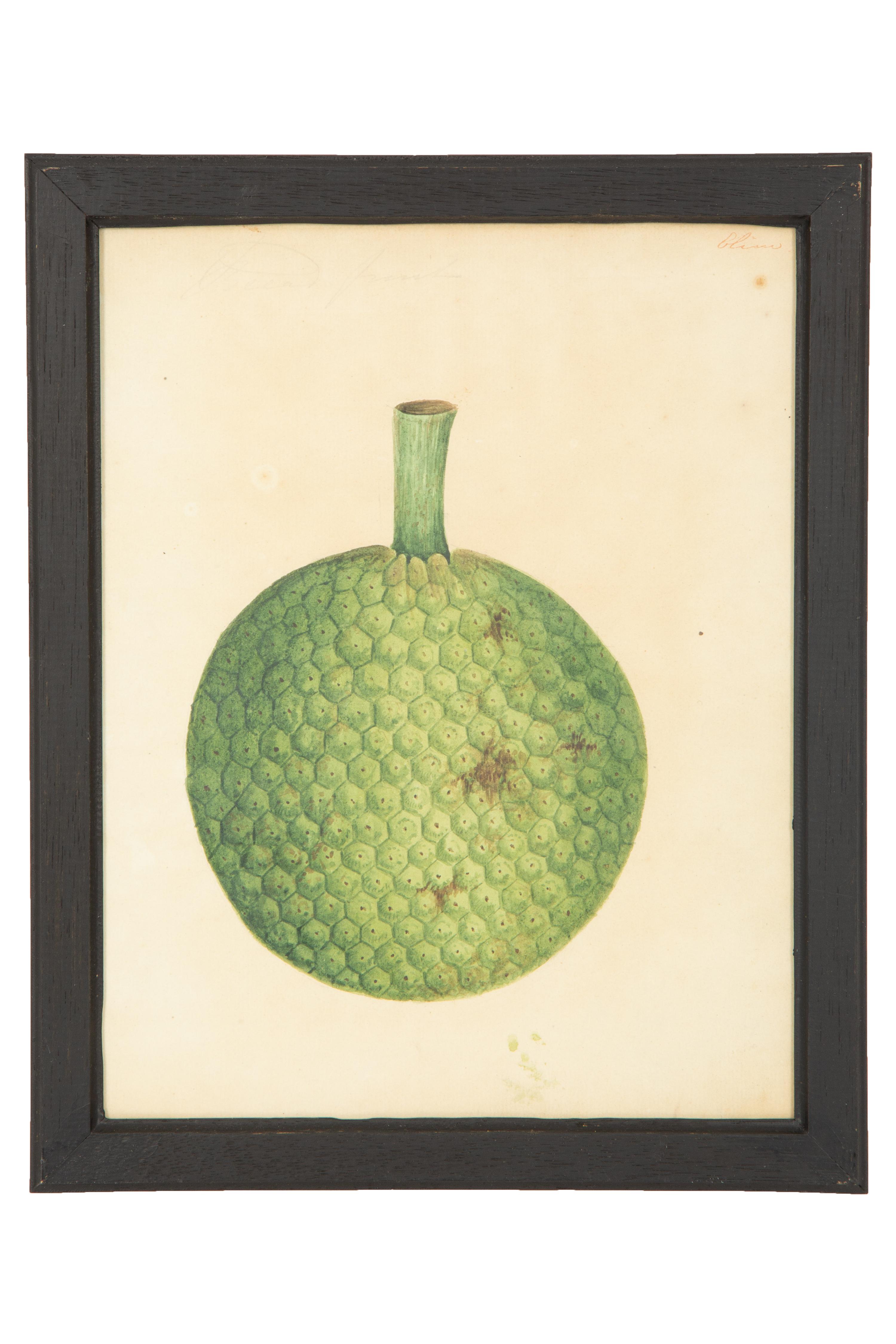 A Set of Eighteen Framed English Botanical Watercolor Illustrations