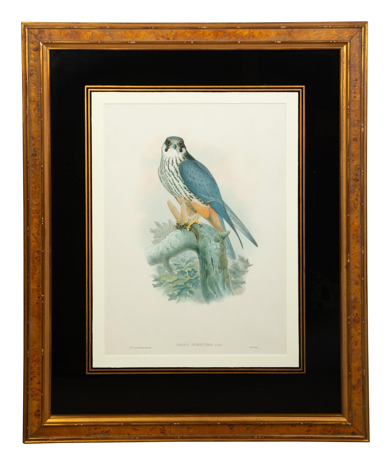 Nine Ornithological Color Lithographs from John Goulds Birds of Great Britain — 19TH CENTURY