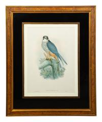 Nine Ornithological Color Lithographs from John Goulds Birds of Great Britain — 19TH CENTURY