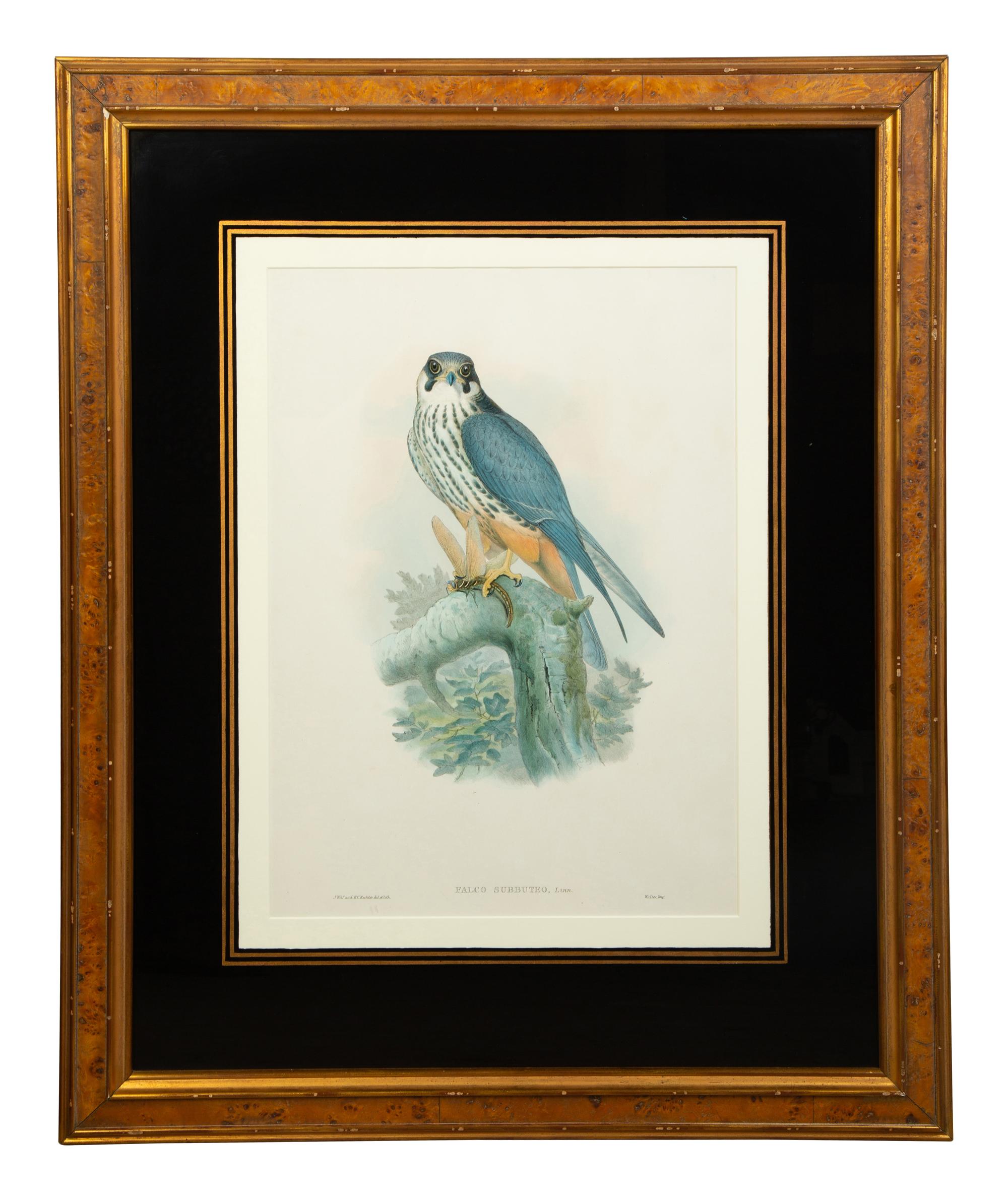 Nine Ornithological Color Lithographs from John Goulds Birds of Great Britain — 19TH CENTURY