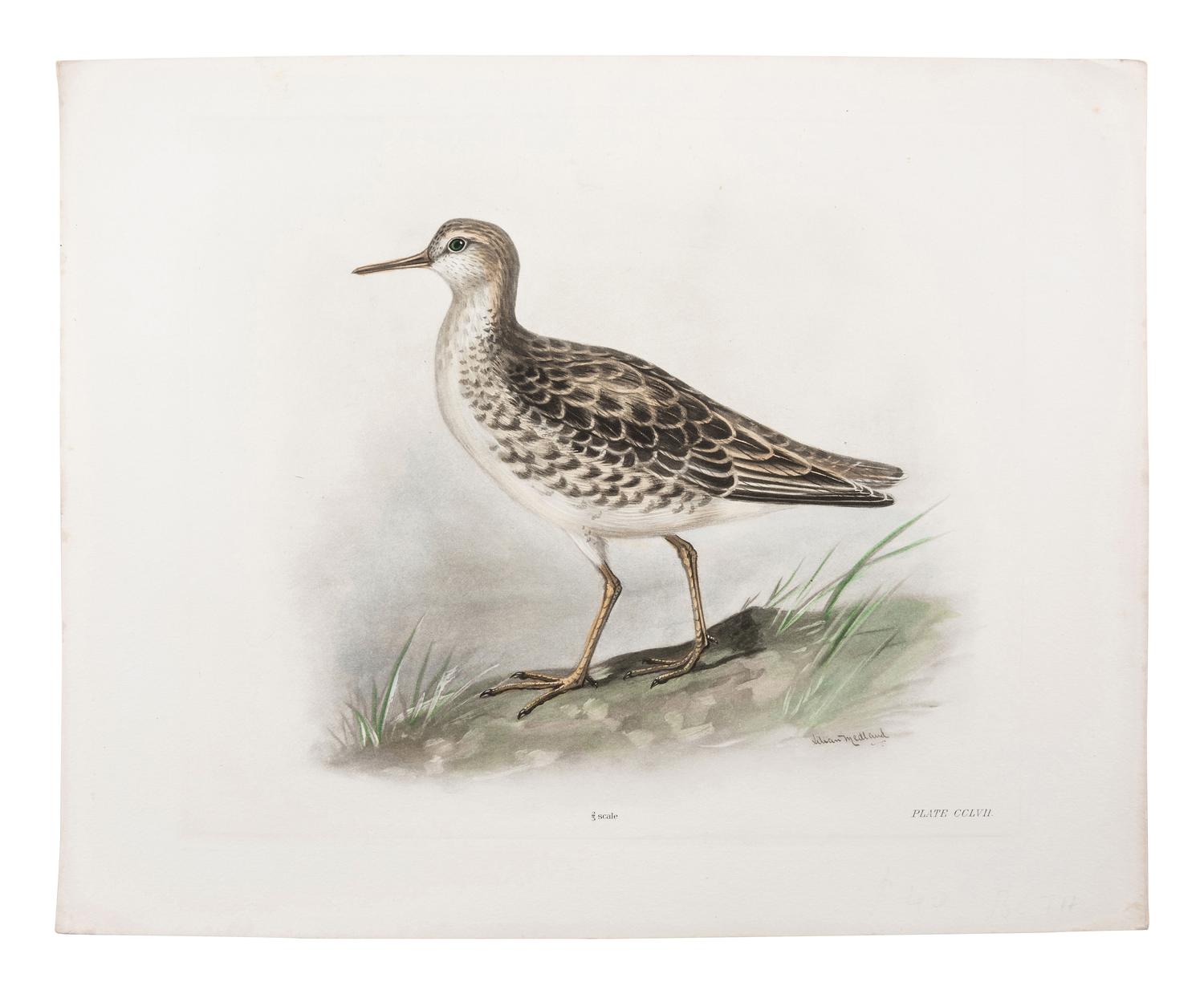 A Collection of Ornithology and Entomology Prints