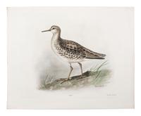 A Collection of Ornithology and Entomology Prints