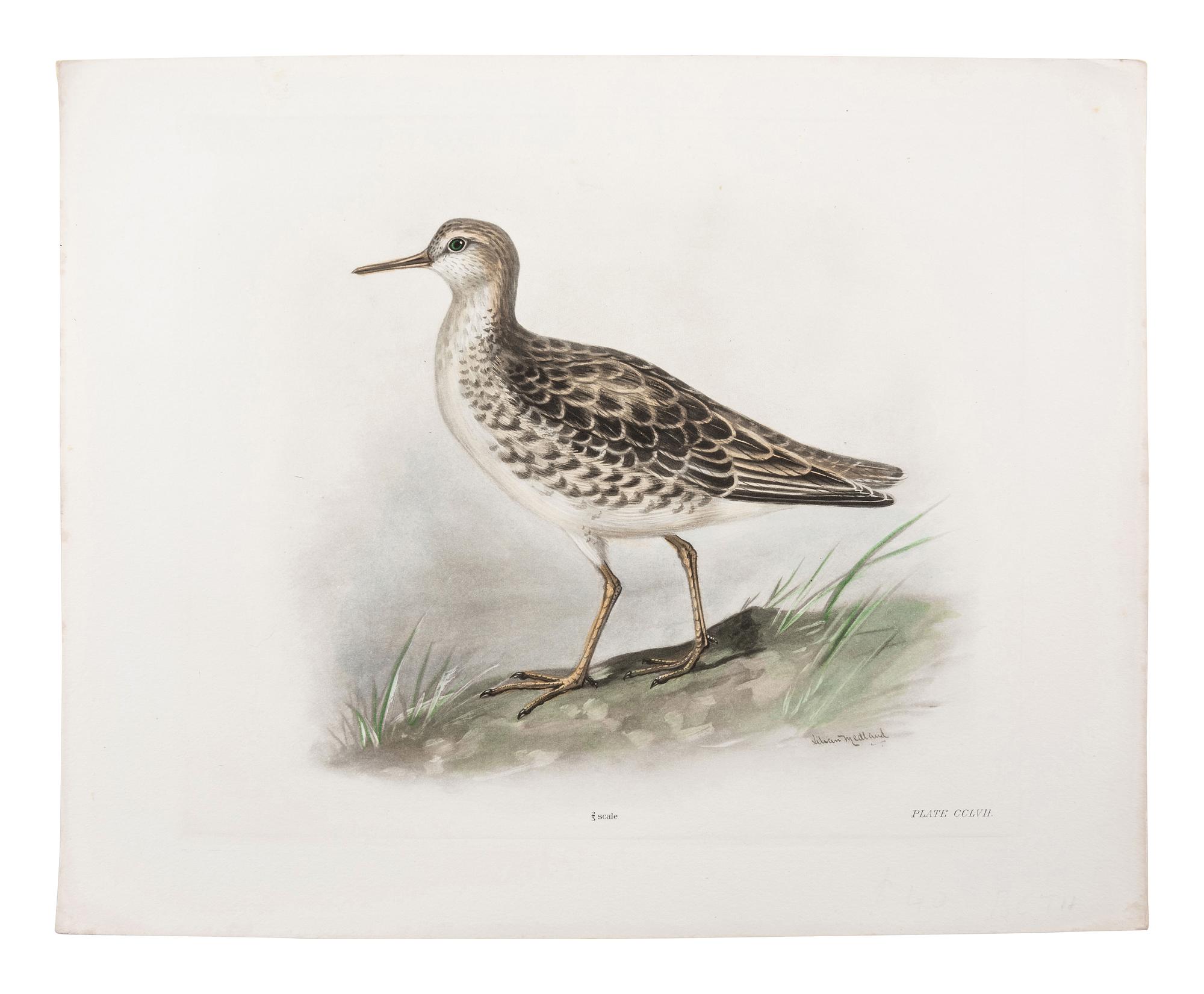 A Collection of Ornithology and Entomology Prints