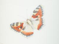 A Limoges Porcelain Butterfly-Painted Dessert Service — 20th Century