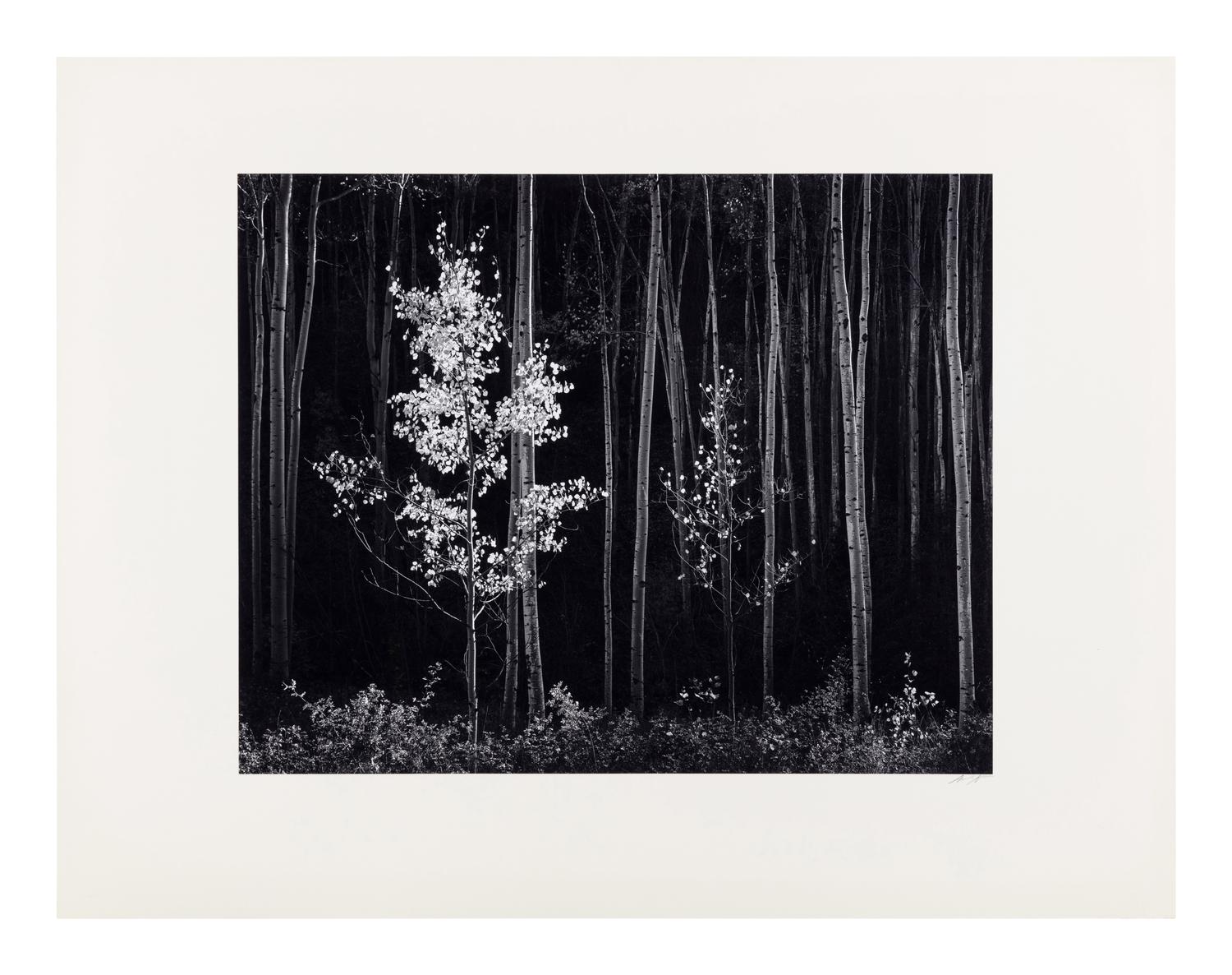 Ansel Adams (1902-1984) Aspens, Northern New Mexico, 1958