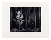 Ansel Adams (1902-1984) Aspens, Northern New Mexico, 1958