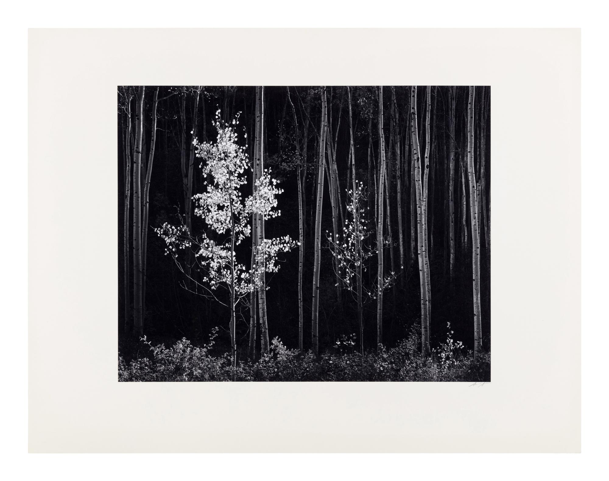 Ansel Adams (1902-1984) Aspens, Northern New Mexico, 1958