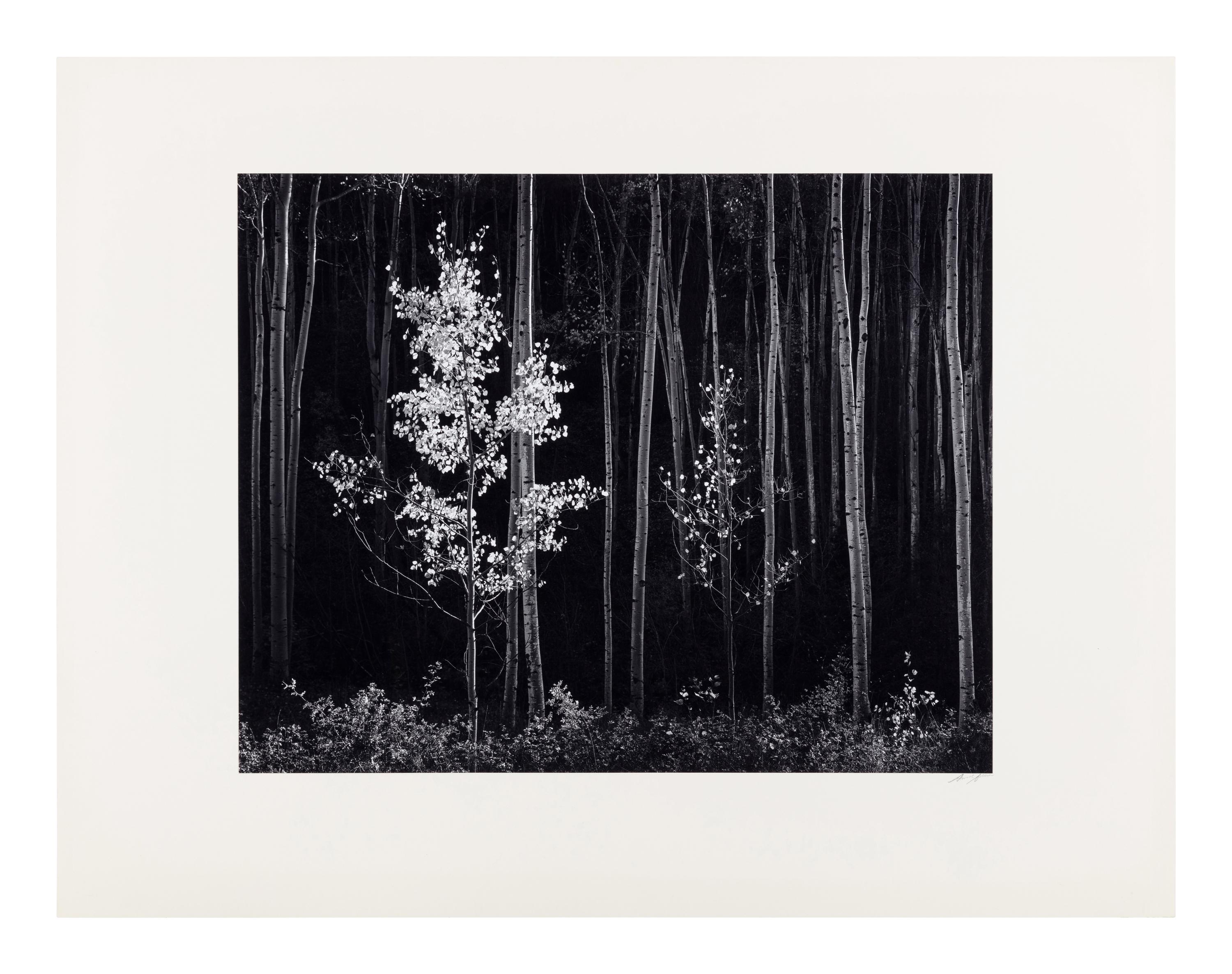 Ansel Adams (1902-1984) Aspens, Northern New Mexico, 1958