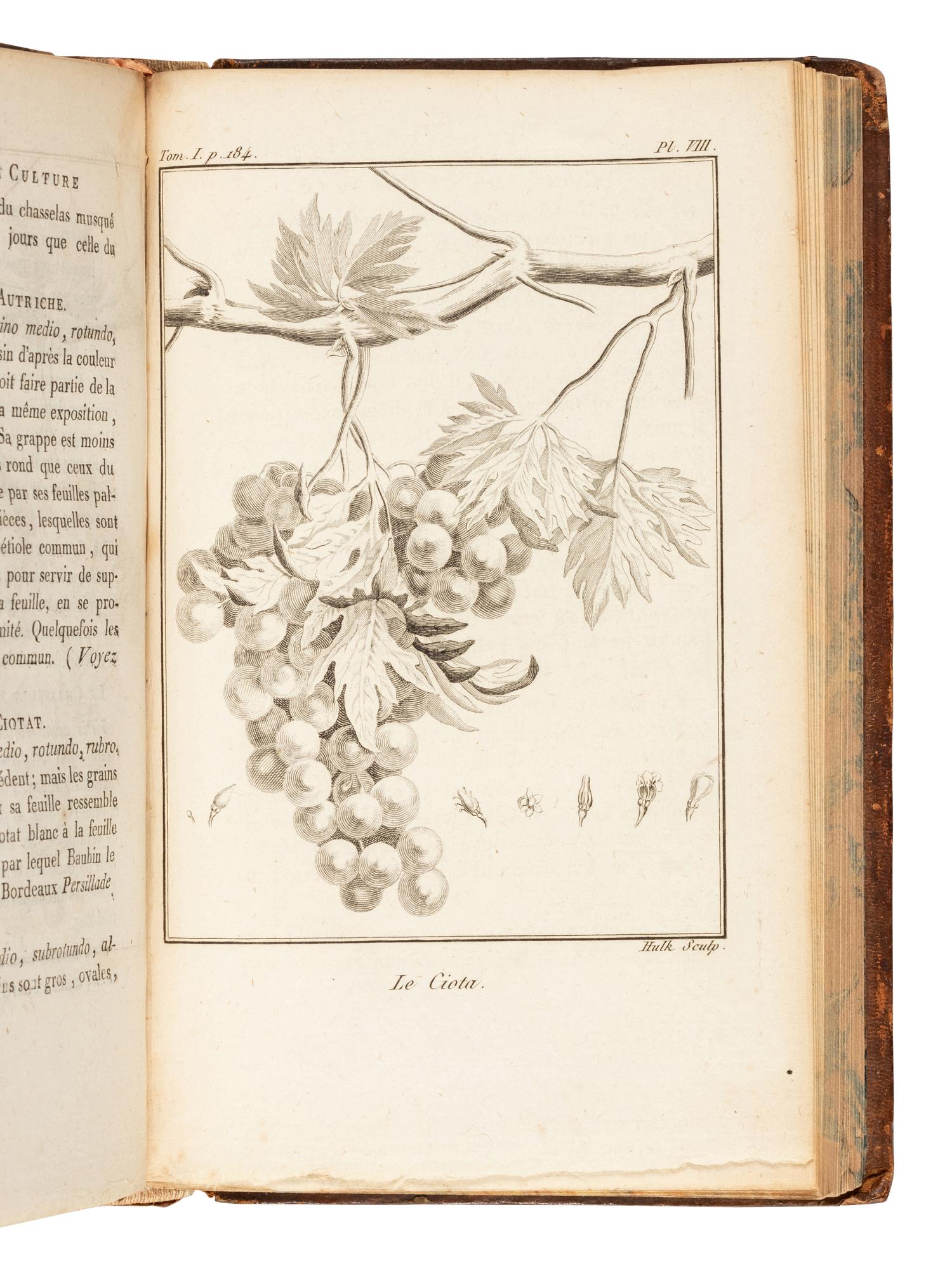 CHAPTAL, Jean Antoine Claude (1756-1832). Traite théorique et pratique sur la culture de la vigne, avec l'art de faire le vin, les eaux-de-vie, esprit de vin, vinaigres simples et composés…seconde édition . Paris: Marchant for Delalain fils, An X - 1801.