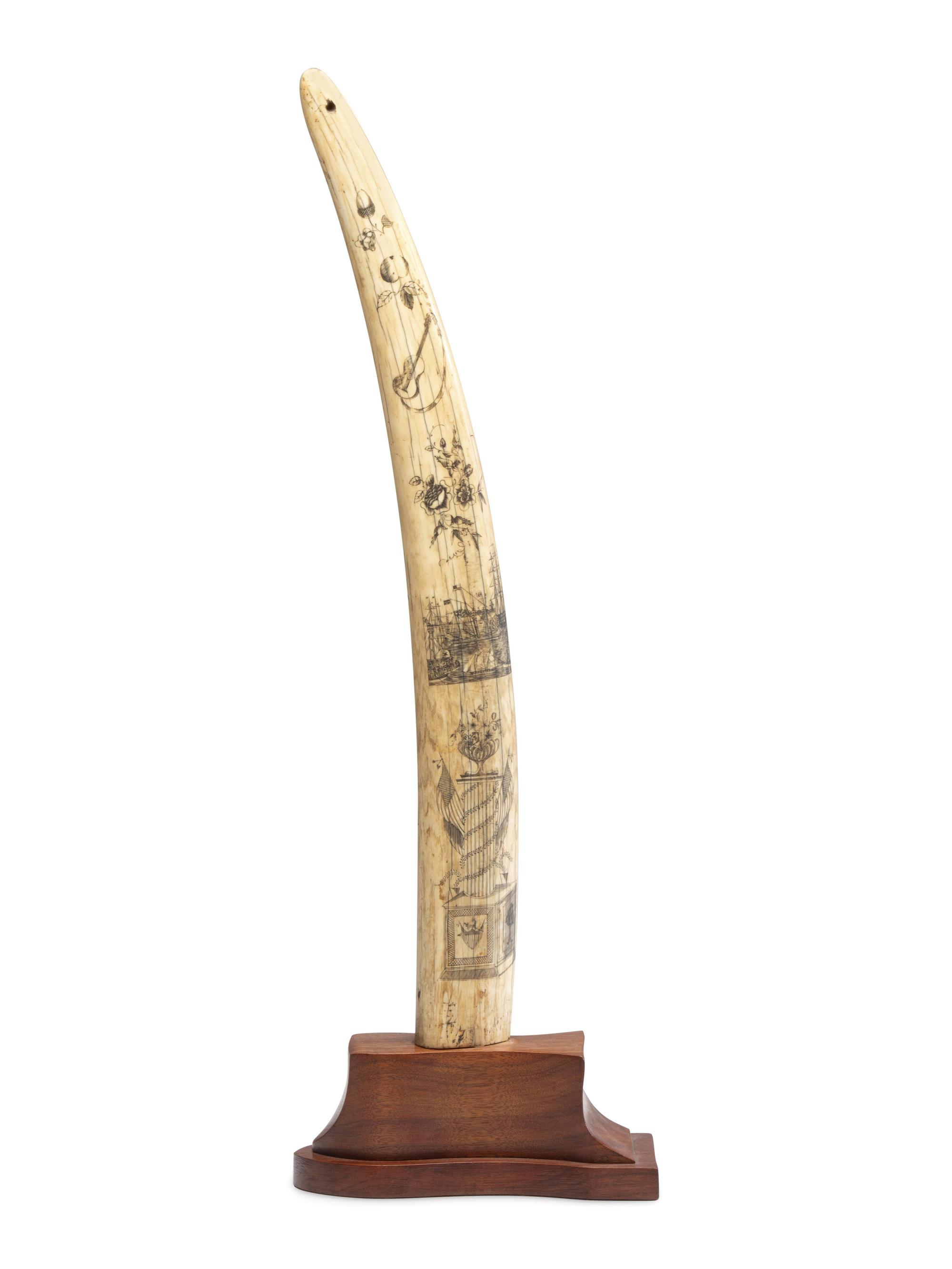 A Scrimshaw Walrus Tusk