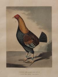Two Handcolored Engravings 11 3/4 x 8 3/4 inches. — C. R. STOCK (BRITISH)