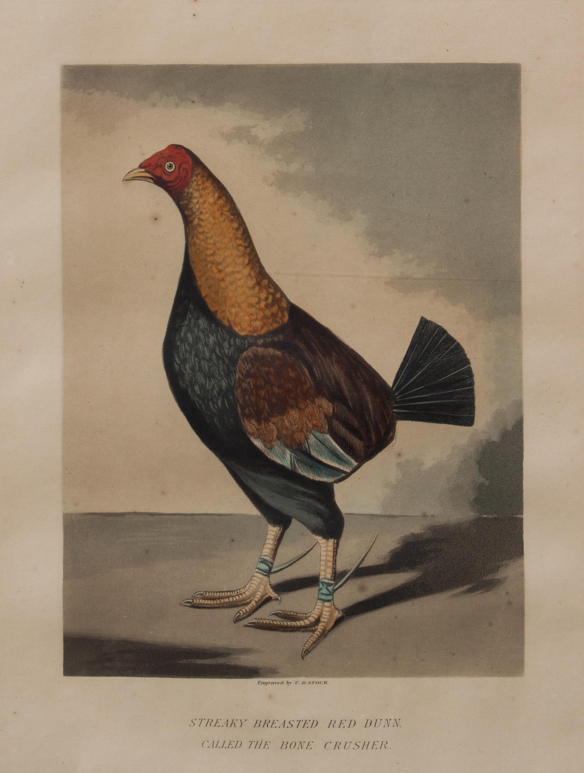 Two Handcolored Engravings 11 3/4 x 8 3/4 inches. — C. R. STOCK (BRITISH)