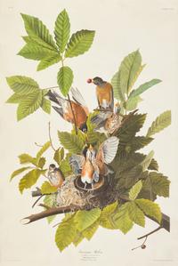 Audubon, J(ohn). J(ames). American Robin