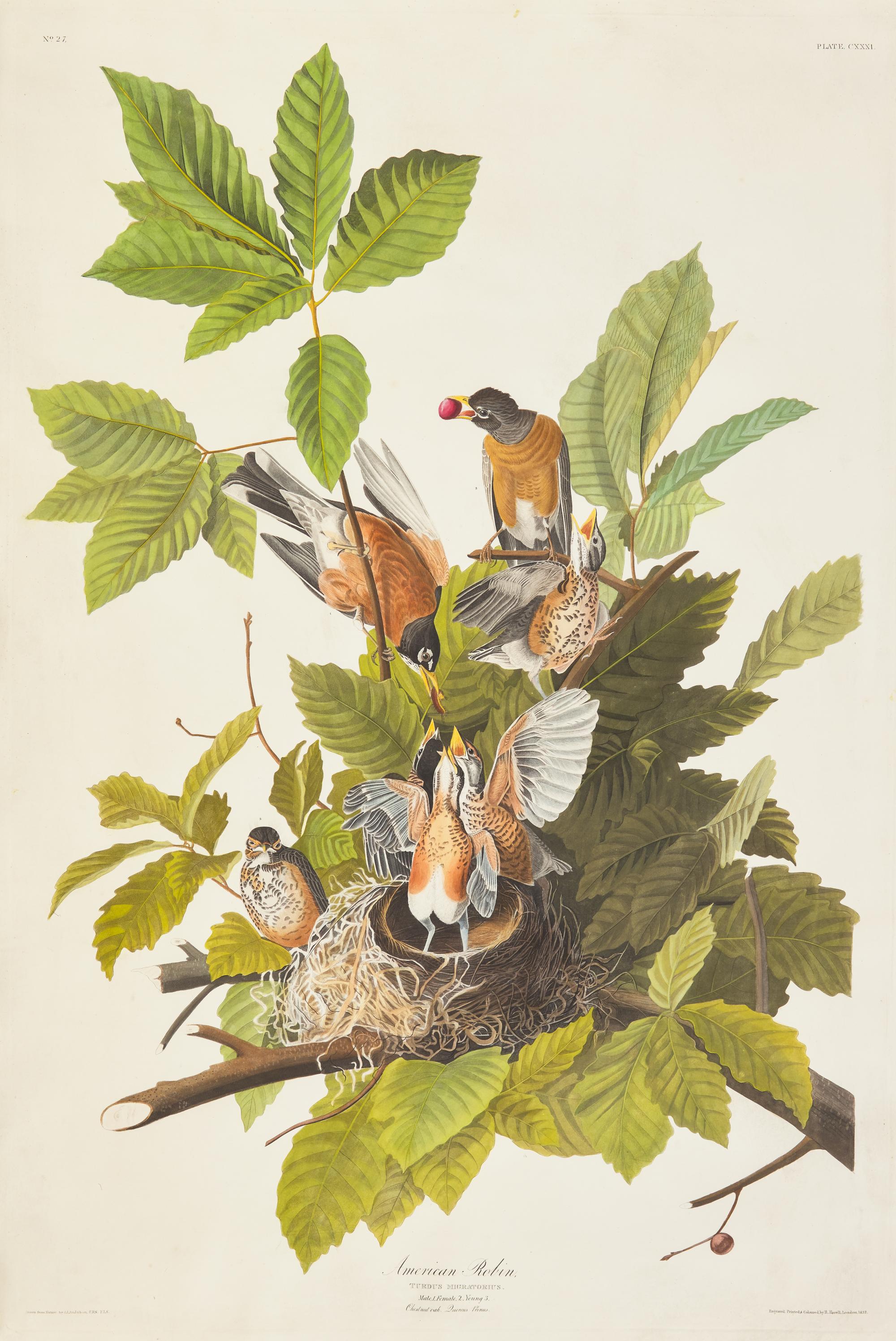 Audubon, J(ohn). J(ames). American Robin