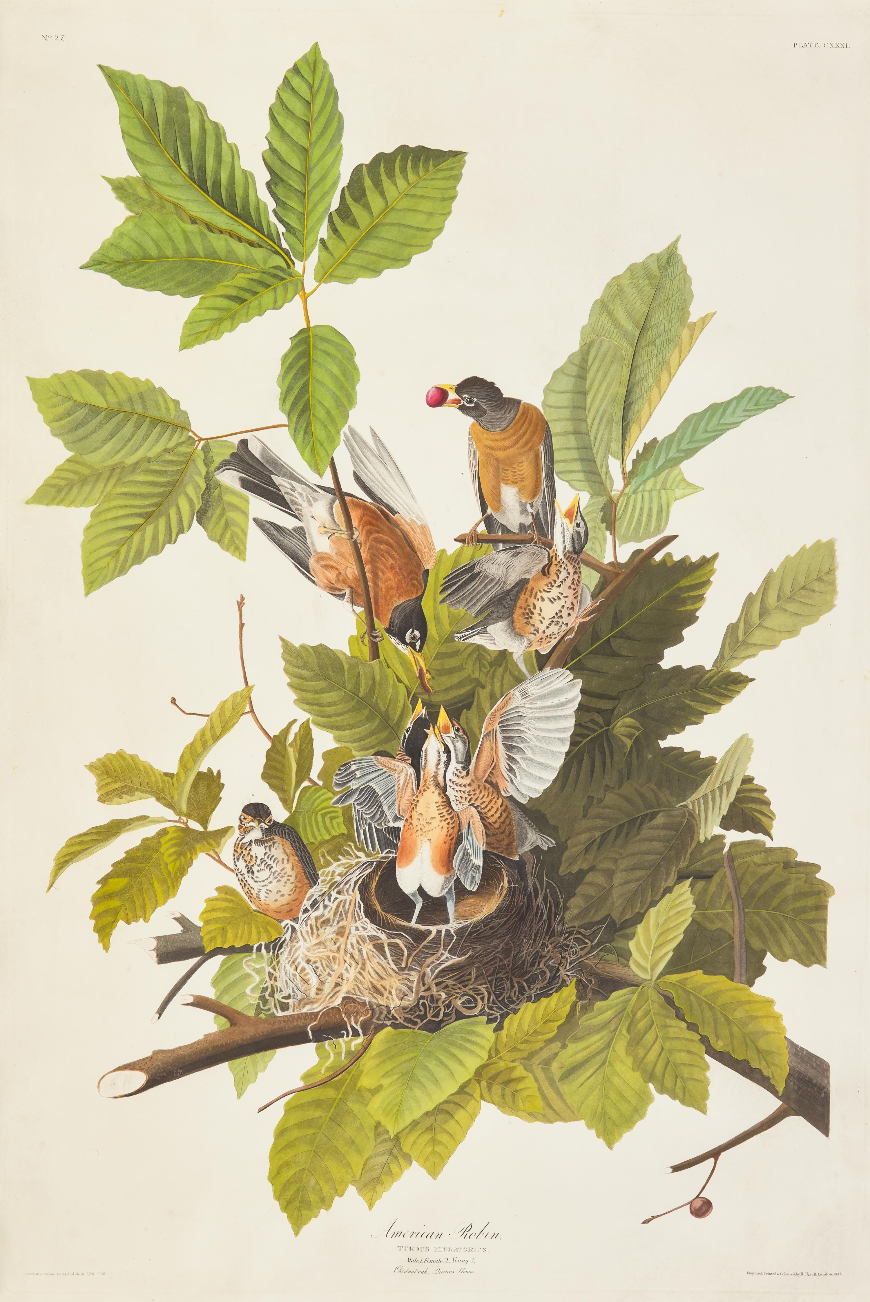 Audubon, J(ohn). J(ames). American Robin