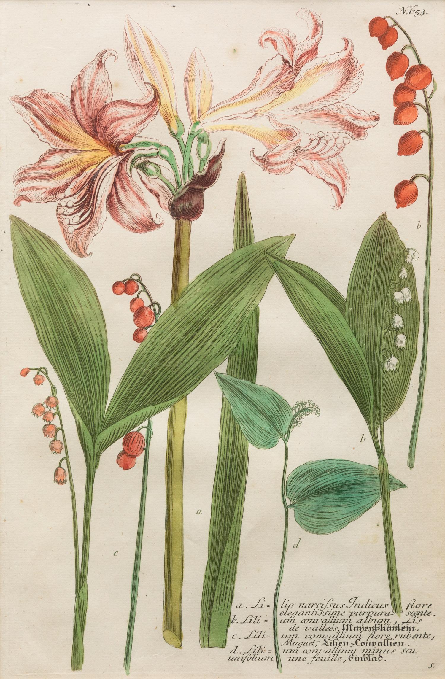 A Group of Johannes Weinamann Botanical Prints from Phytanthoza Iconographia (1737-1745)