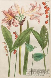 A Group of Johannes Weinamann Botanical Prints from Phytanthoza Iconographia (1737-1745)