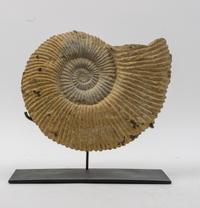 An Anemone Fossil Replica on Stand Height 11 inches.