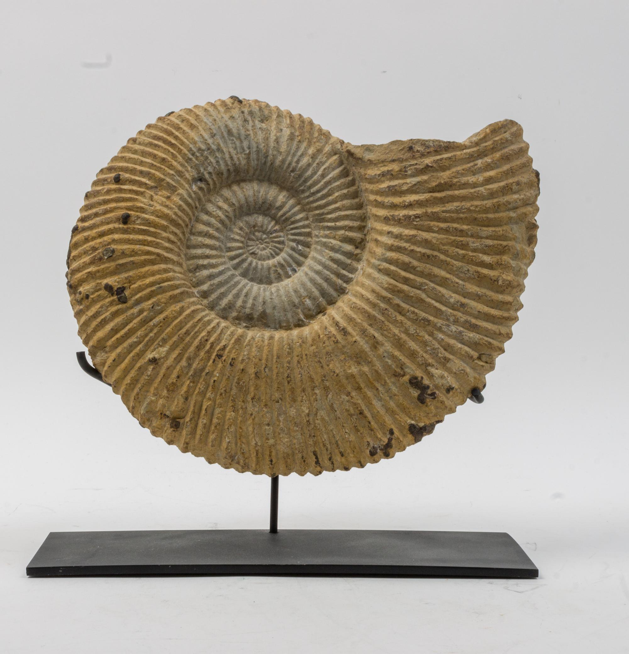 An Anemone Fossil Replica on Stand Height 11 inches.