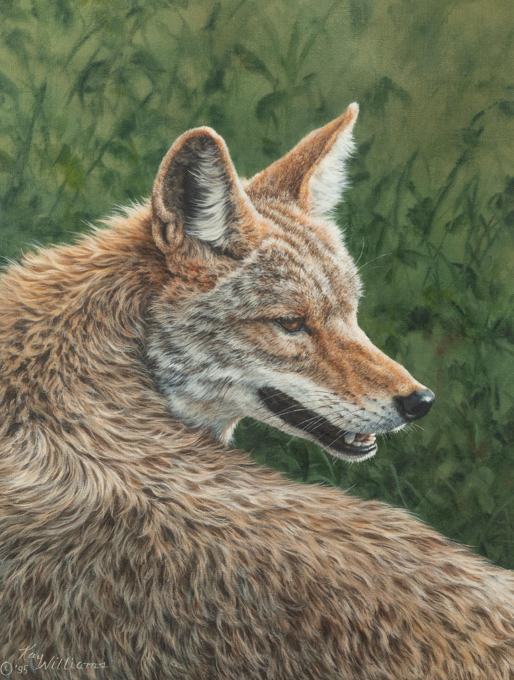 Wiley Coyote , 1995
