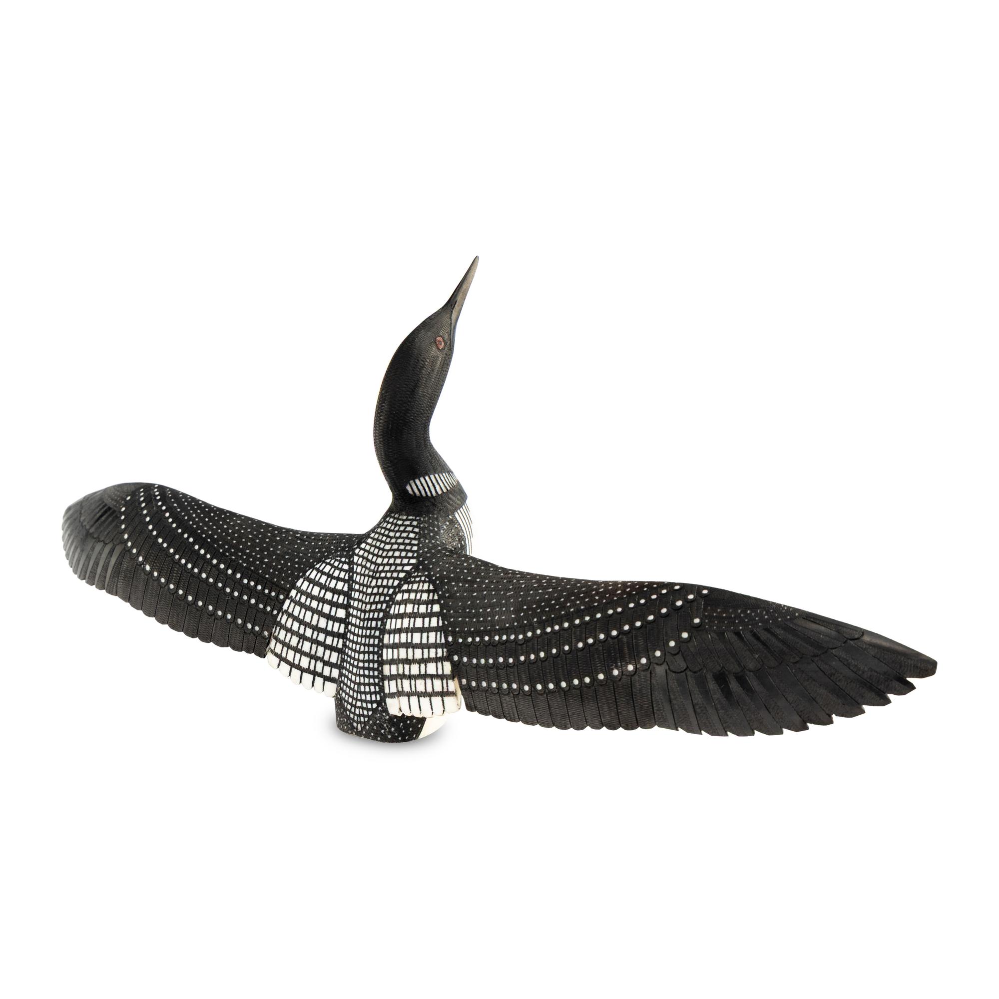 Common Loon