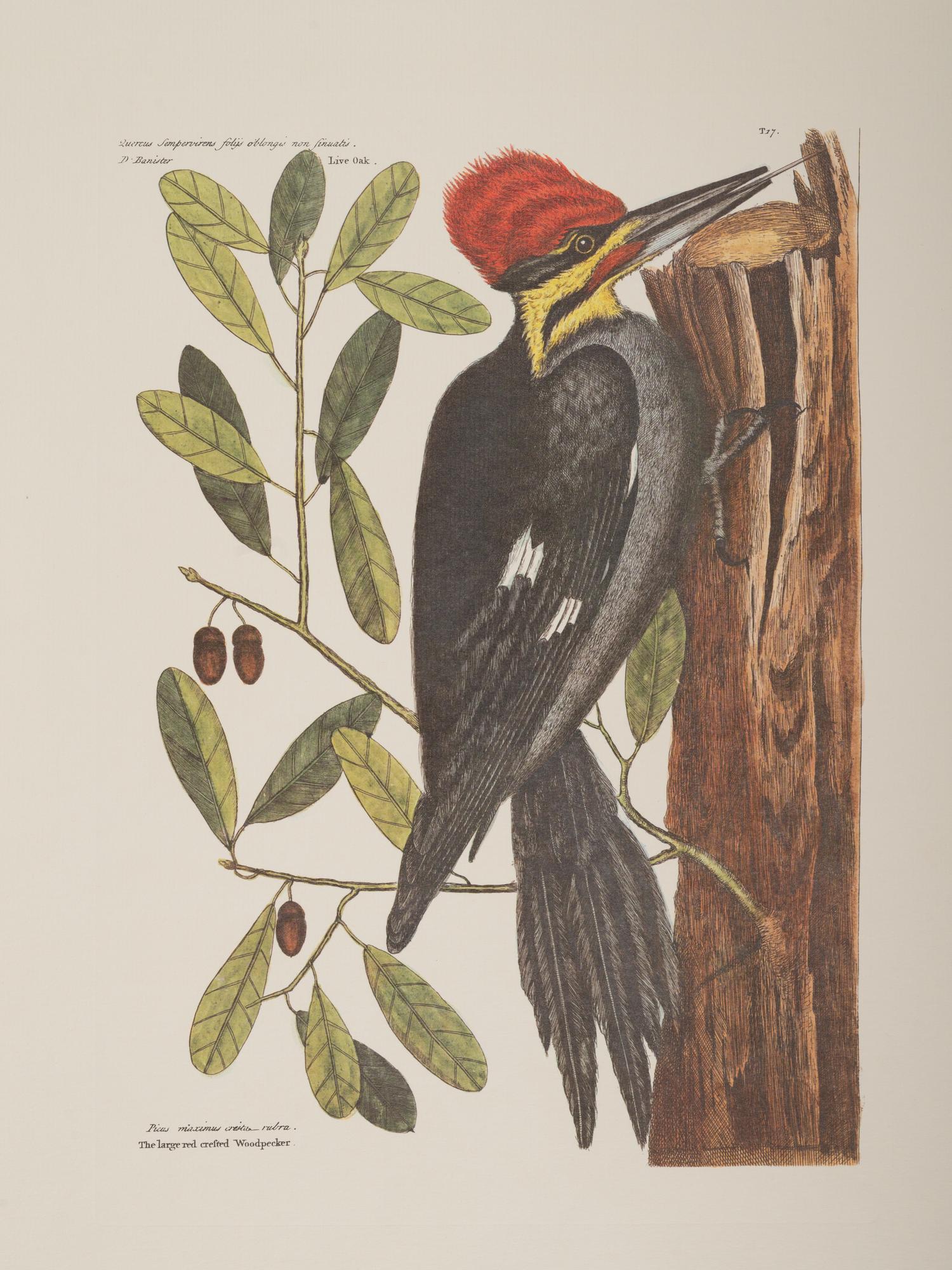 Two Ornithological Prints